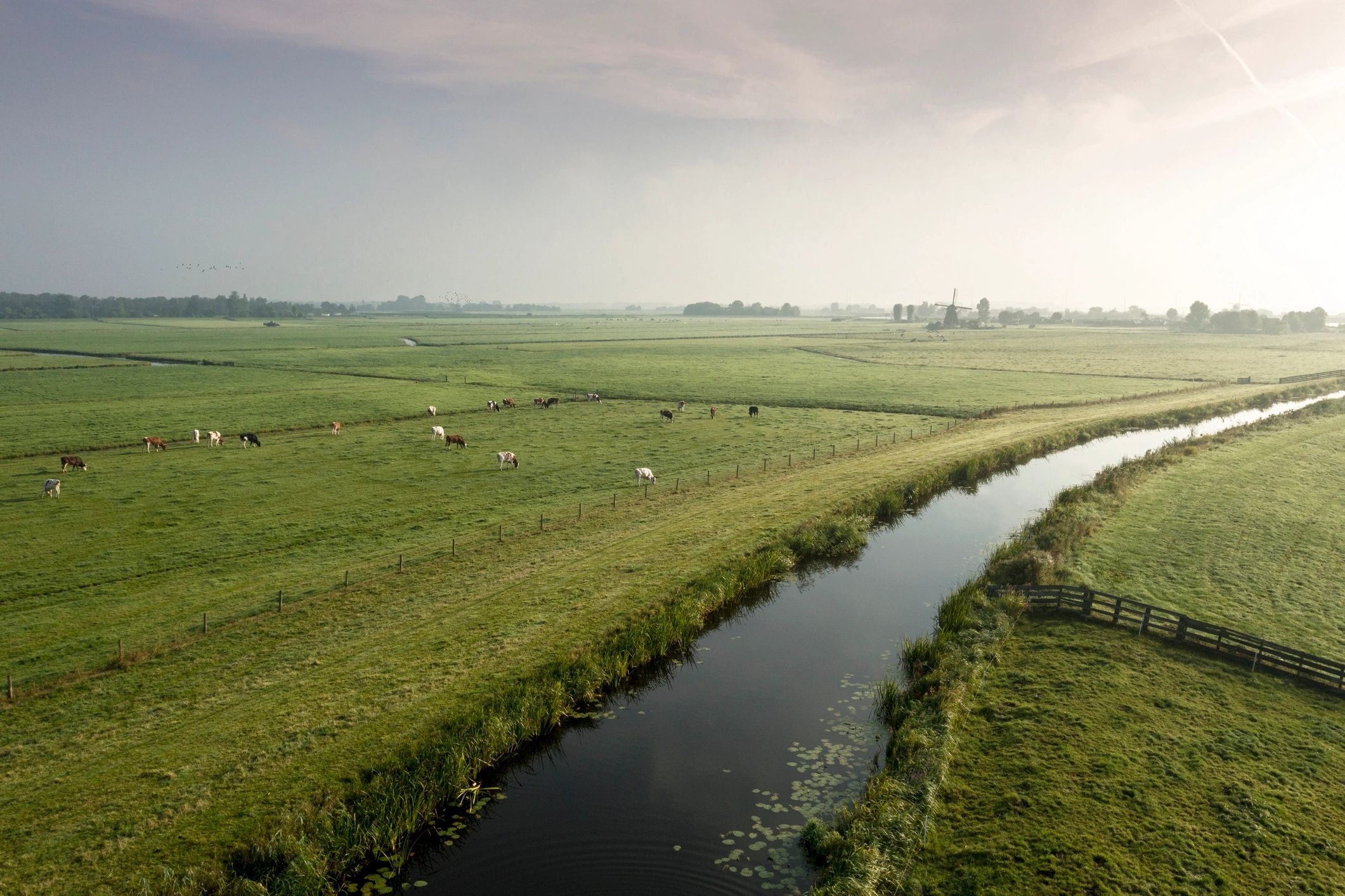 Typisch Nederlands landschap als rustige achtergrond